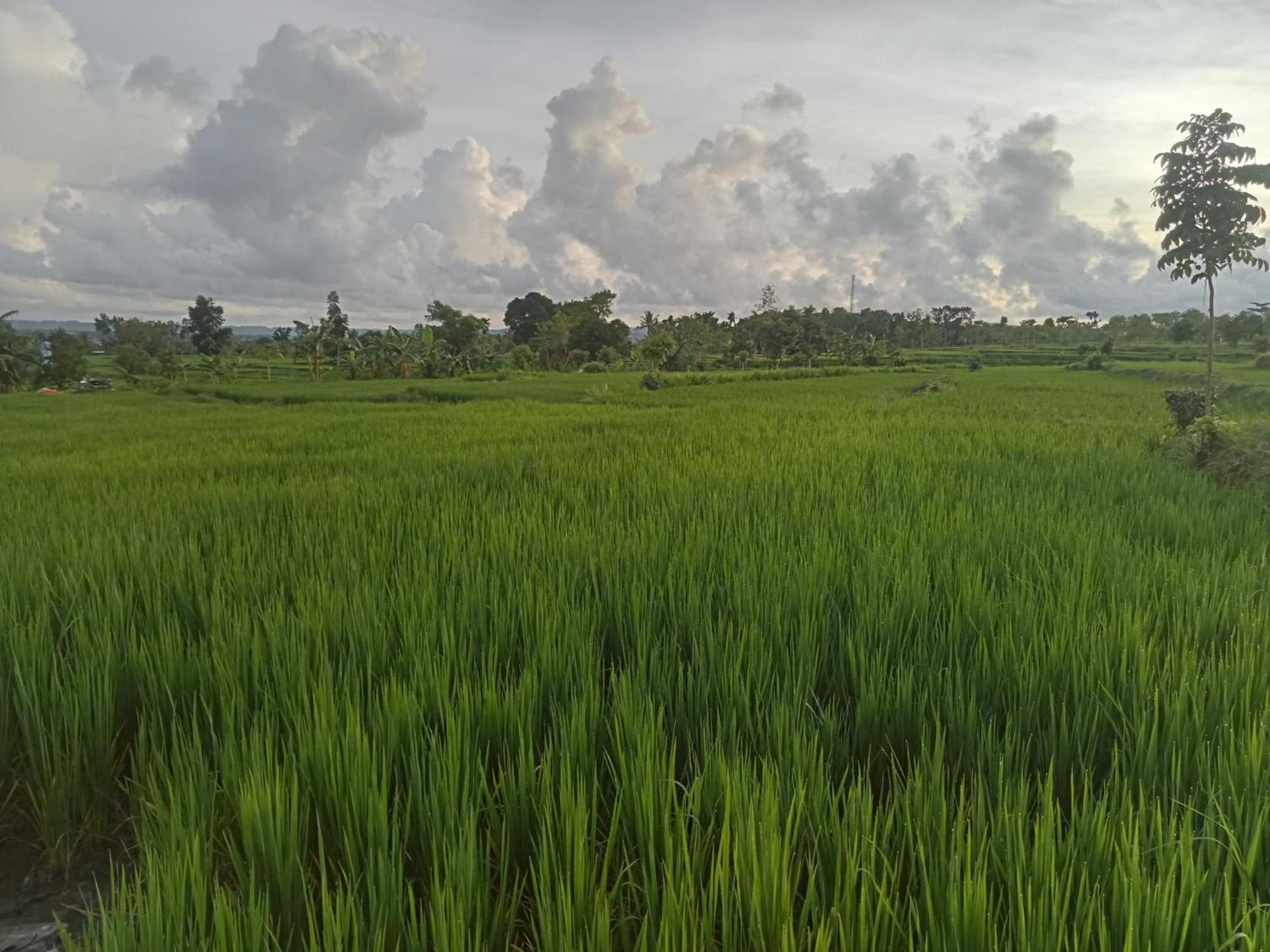 Bulan Homestay Plambi Esterno foto